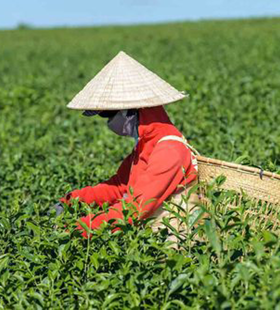 自制高山绿茶